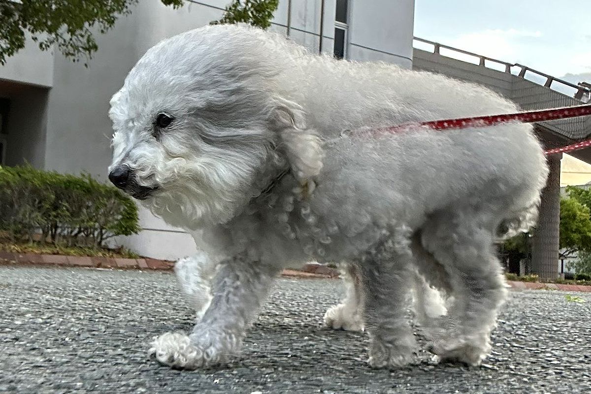 『向かい風』を受けるふわふわ犬→『追い風』になると…別犬のような『まさかの激変』が106万表示「印象違いすぎてｗｗ」「スピーカーで草」