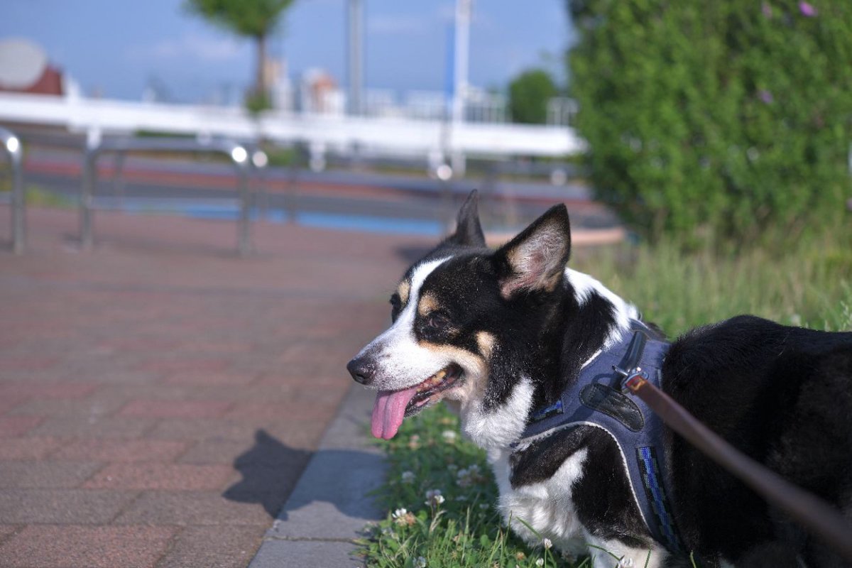 夏に犬を散歩させてはいけない『時間帯』とは？暑い日の外出が愛犬に及ぼす悪影響まで