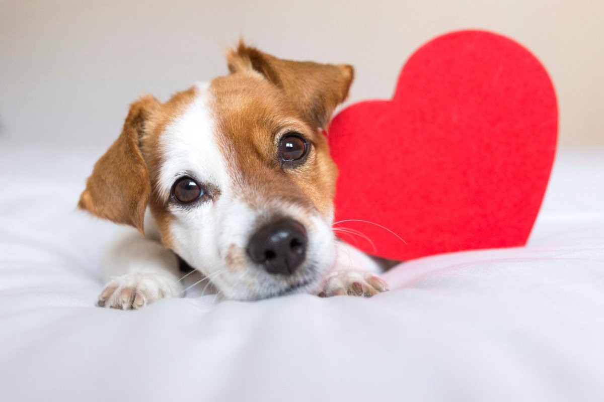 あなたの愛犬の『飼い主への愛情度』はどれくらい？5つのチェック項目やもっと好かれるためにすべきこととは？