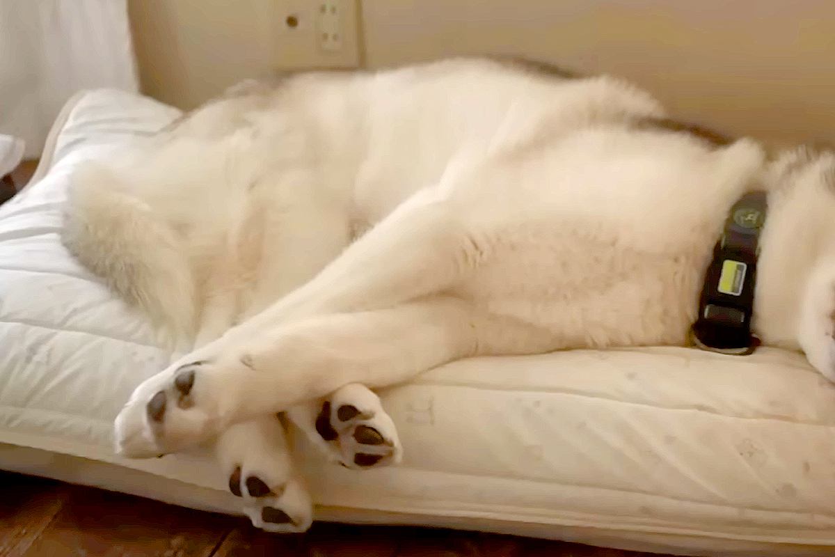 『今日は病院の日』と察した大型犬→文句を言いまくって…子どものように『抗議しまくる光景』が27万再生「こんなに話す？」「初めて見たｗ」