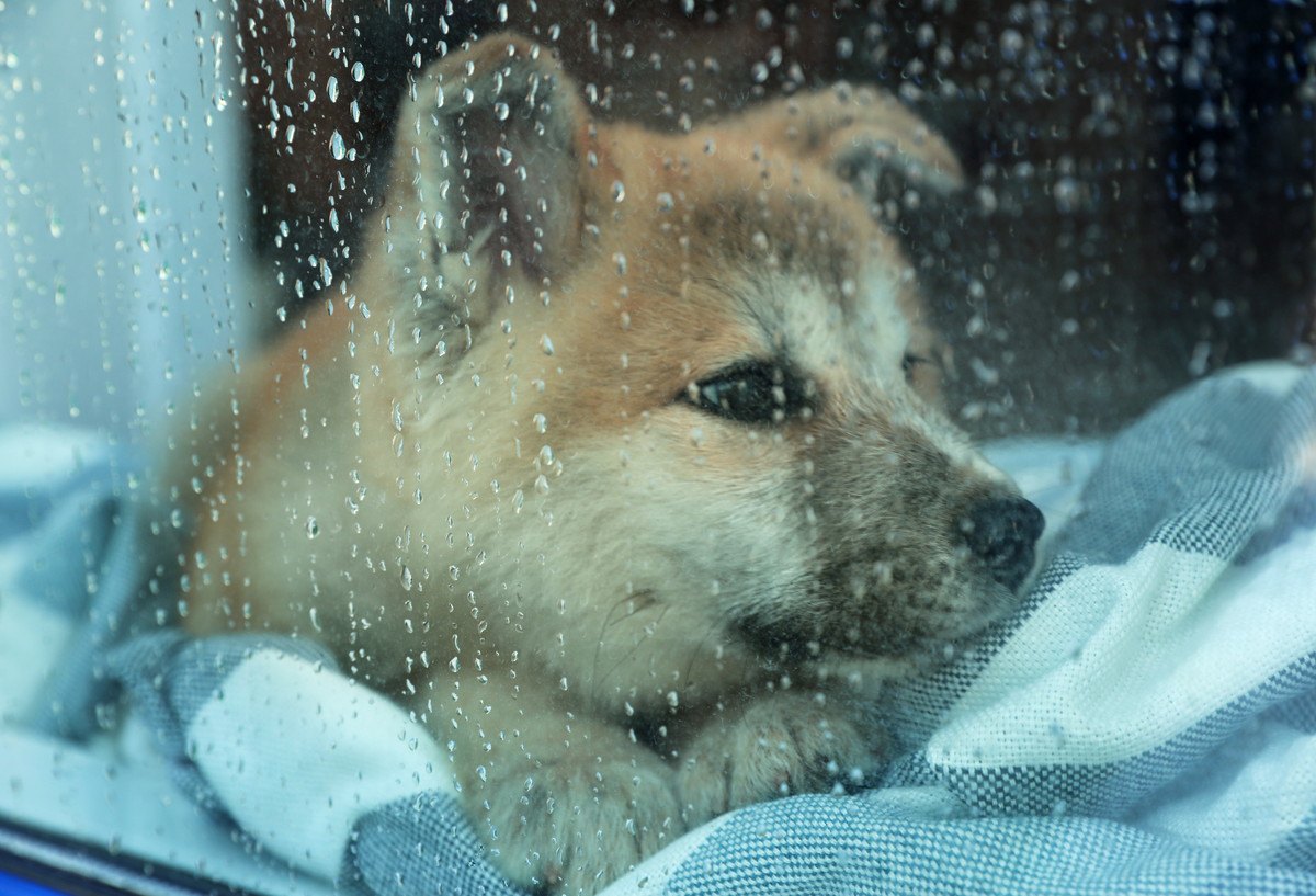 犬は『雷』が苦手？3つの怖がる理由とリラックスさせるためのコツを解説