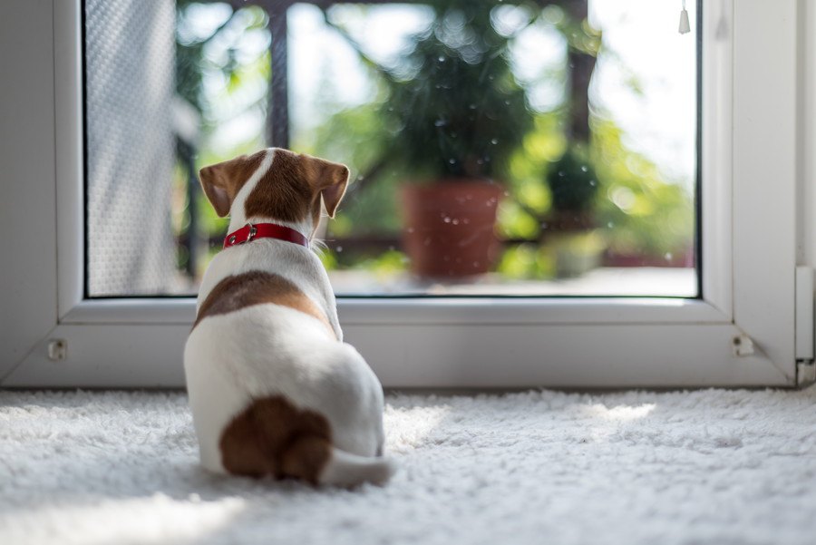 寂しい？嬉しい？犬はお留守番している時どんな気持ちなの？