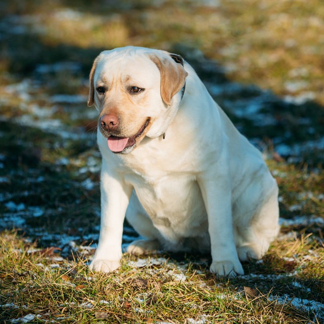 犬の肥満は万病のもと！肥満のボーダーラインや予防法について