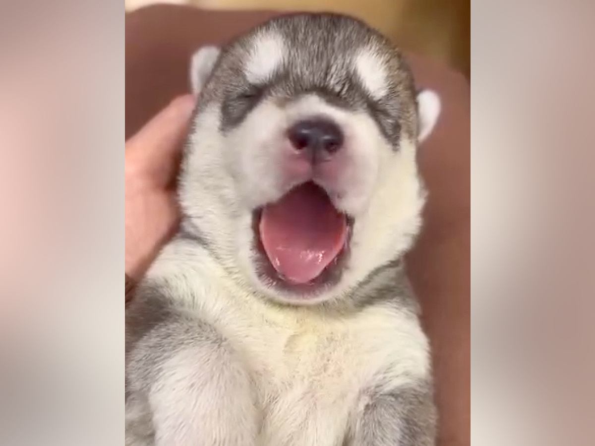 『ヒザの上におさまっていた赤ちゃん犬が…』１年後→想像以上にかっこいい『ビフォーアフター』が話題「成長早すぎる」「愛があふれてる」の声