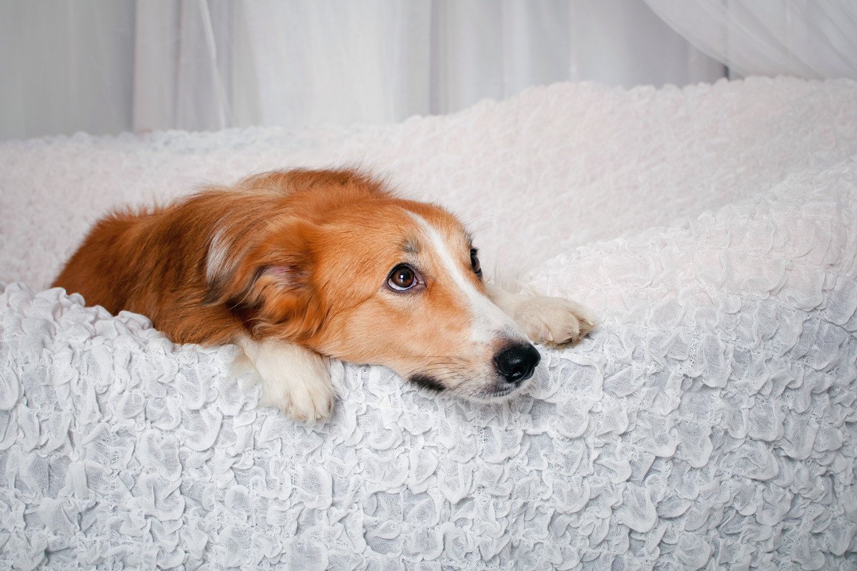 犬が『悲しい鳴き声』を出す心理4選　クンクン鳴き止まないときの対処法とは？