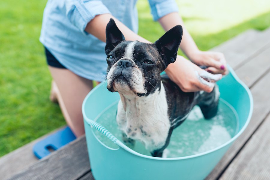 犬の肛門腺絞りは必要あるの？しないとどうなる？