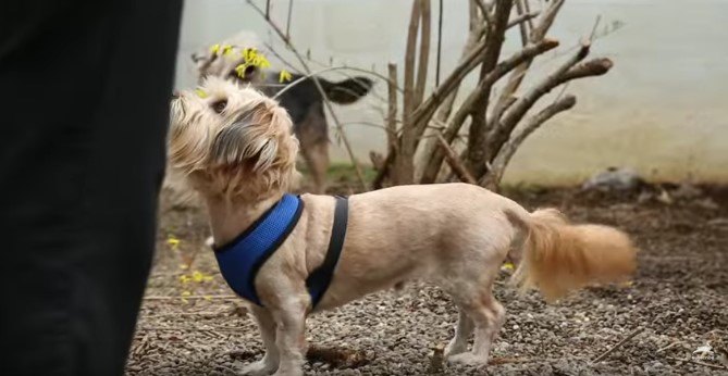 外飼いで2度も野犬に襲われた小型犬。緊急保護からの回復劇に涙