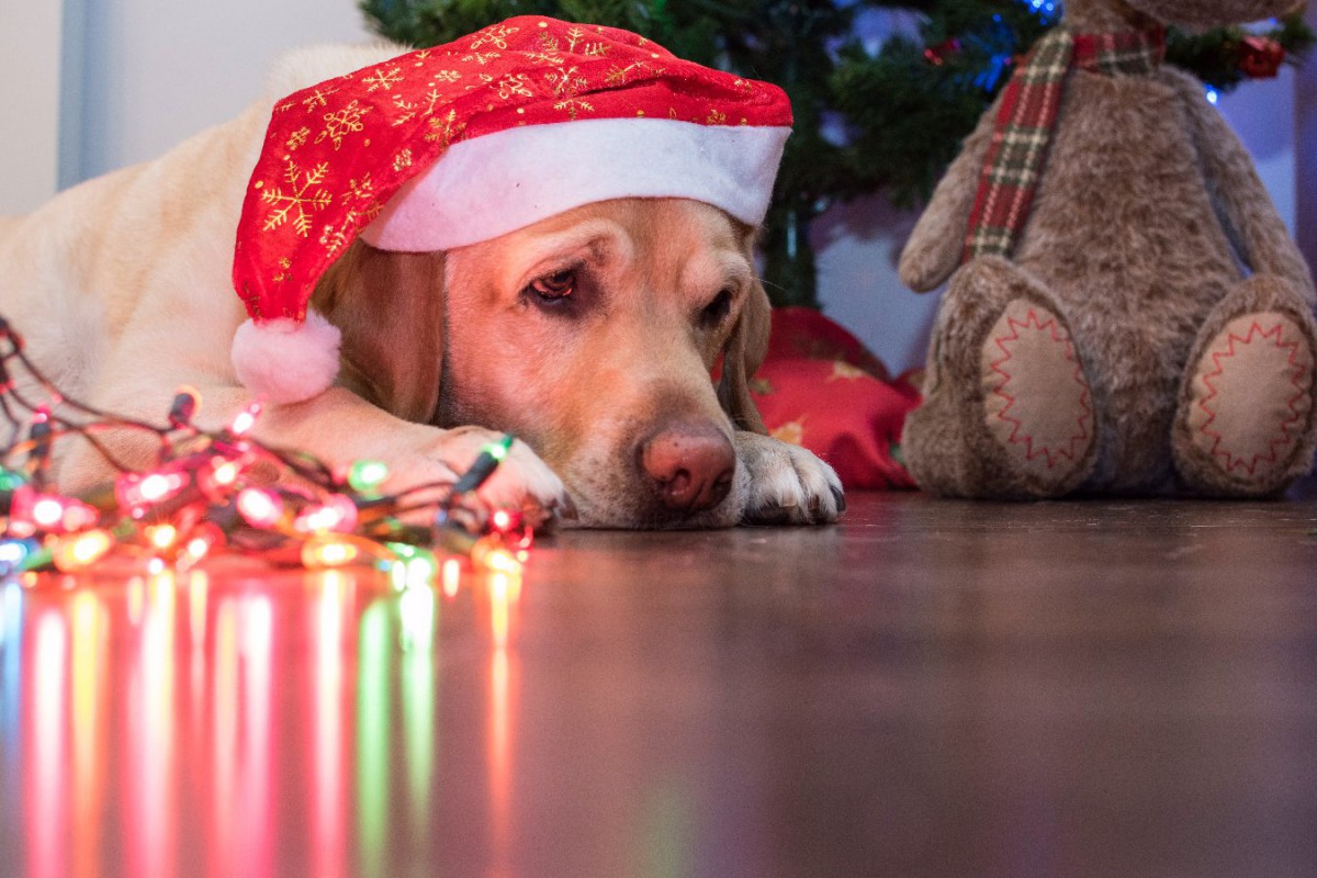 犬に絶対してはいけない『クリスマスの祝い方』4選