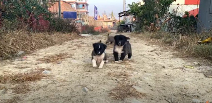 よちよち歩きの野良子犬♡警戒しつつ歩み寄ってくる姿に悶絶必至…！