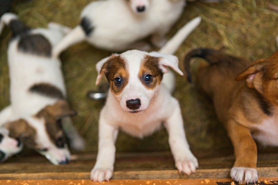 保護犬選びとお見合いパーティーの意外な共通点【研究結果】