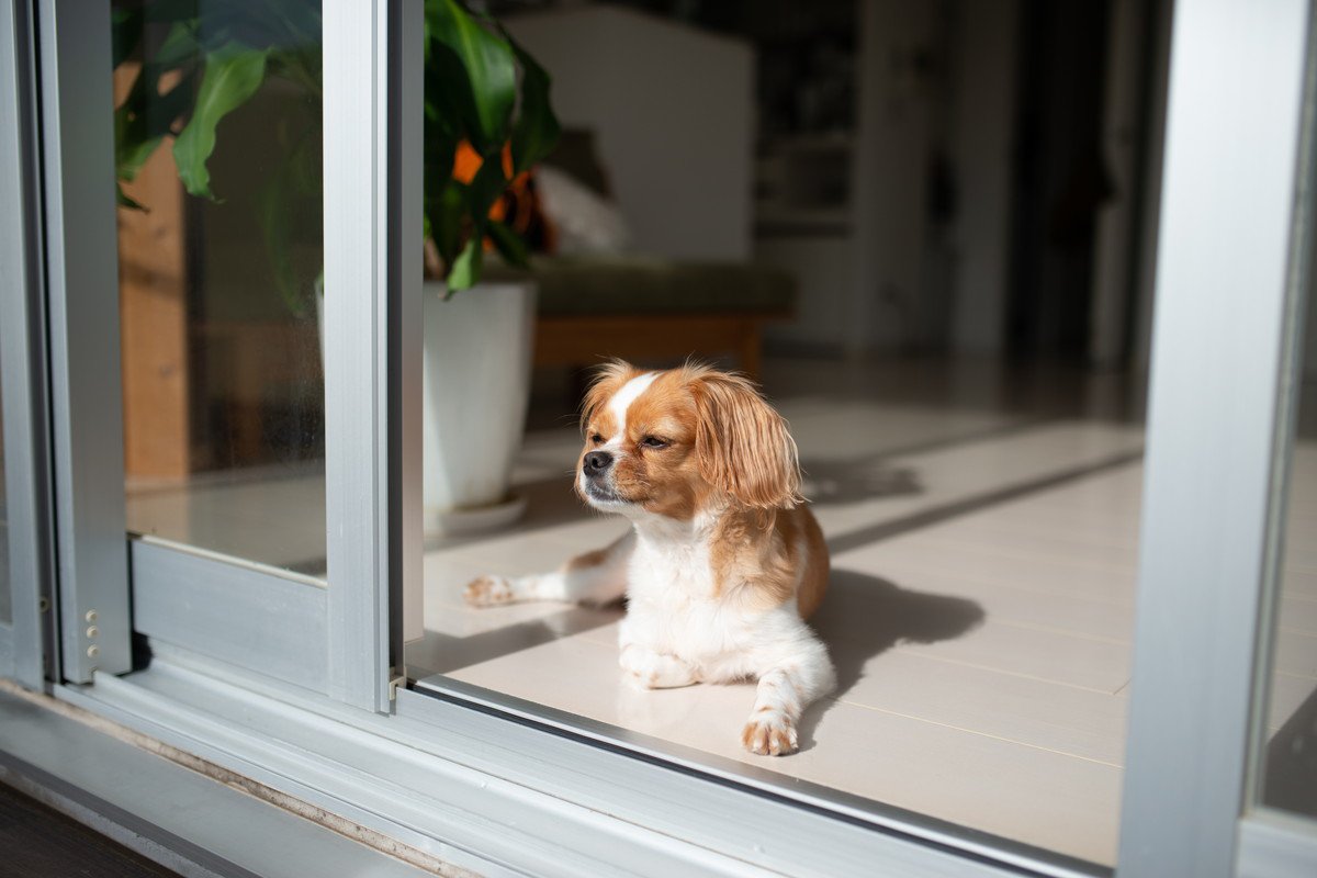 犬が窓の外を眺めているときの心理6選　どんなことを考えているの？飼い主ができる適切な対応とは