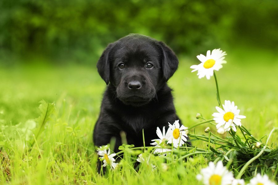 犬へのハーブの与え方！その効果や危険性、アロマについて