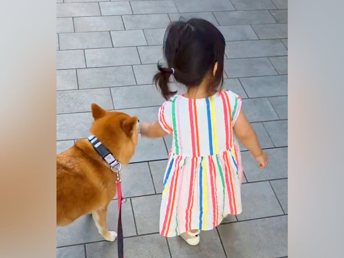 歩けるようになった小さな女の子→心配した犬が…まるで本当の親のような『保護者感あふれる光景』が16万再生「立派すぎる」「心配なのかな」