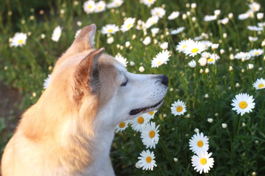 現代を生きる犬に必要なホリスティックケア