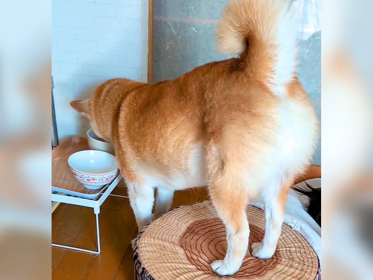 『子どもとクッションが邪魔で水が飲めない…』犬が考え抜いた末に見せた『斬新な飲み方』が話題に「がんばっていて可愛い」「考えましたね」