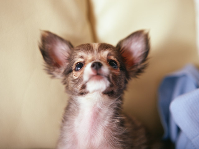 ペットショップに保護犬を紛れ込ませてみた！ブラジルで行われ実験