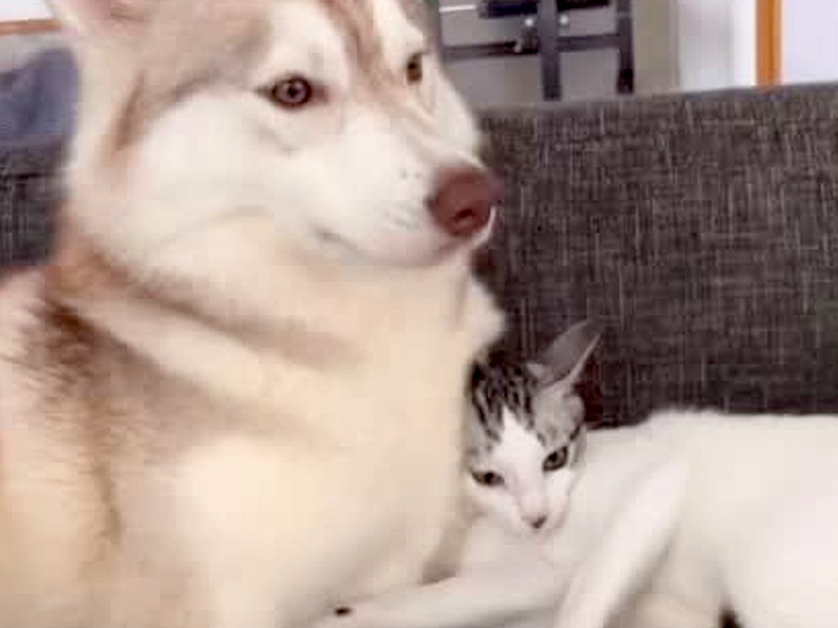 子猫が『２匹のハスキー犬に育てられた』結果…愛にあふれた『まるで本当の親子のような光景』が33万再生　甘えん坊さん全開の姿に反響