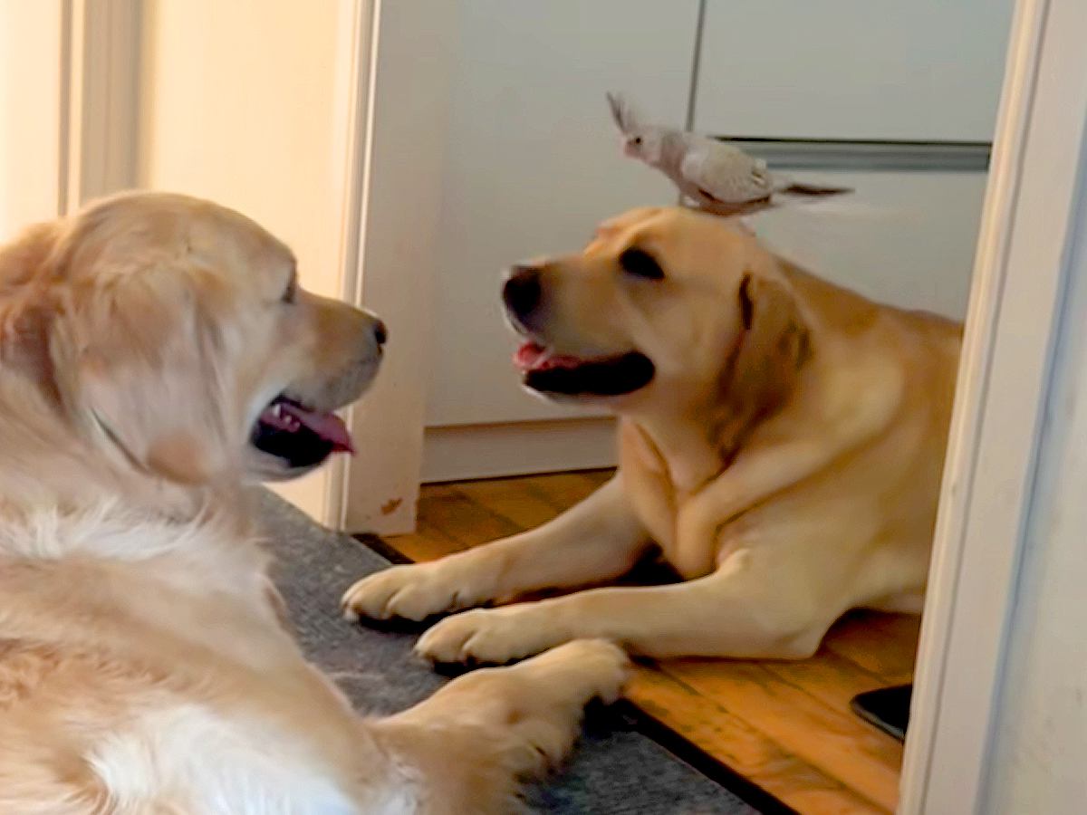 2匹の大型犬の頭に、オカメインコが飛んできて…まるでおとぎ話のような『尊い光景』が8万再生「超笑ってて最高」「世界中の幸せが詰まってる」