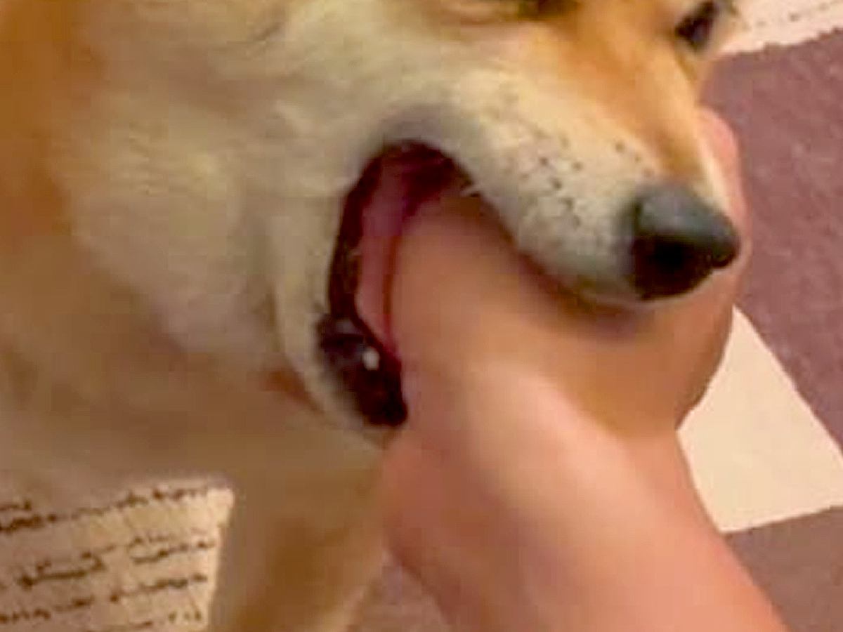帰宅したお父さんに『おかえりなさい』する犬→愛が強すぎて…喜びが大爆発してしまった『まさかの行動』が35万再生「味ってて草」「笑ったｗ」