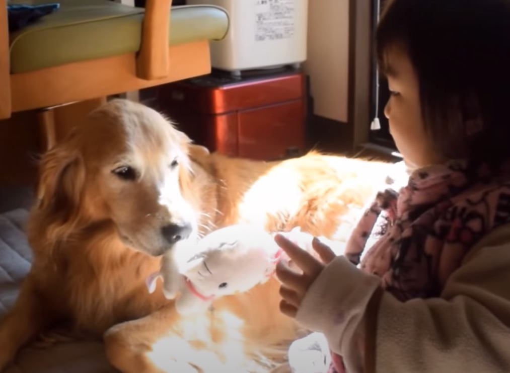 犬と子供のおもちゃの取り合いが世界一可愛い『奪い合い』だと話題に♡優しさあふれるやり取りに85万人ホッコリ