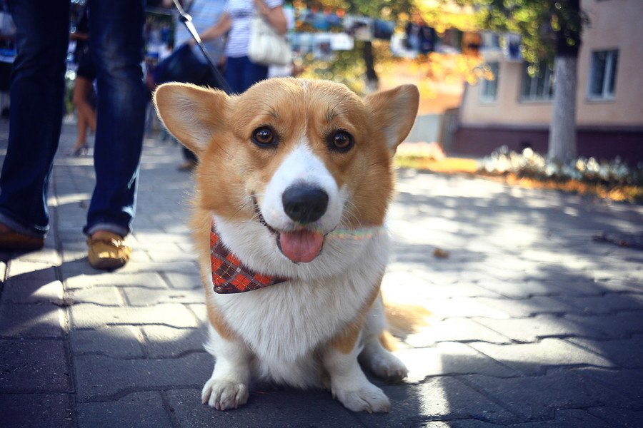 こんなに違う！小型犬と大型犬の生活の違い５つ