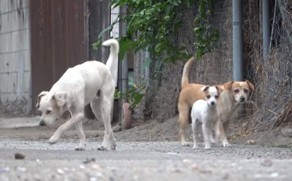 裏庭に住み着いていた「犬の家族」パパとママと子犬を無事レスキュー