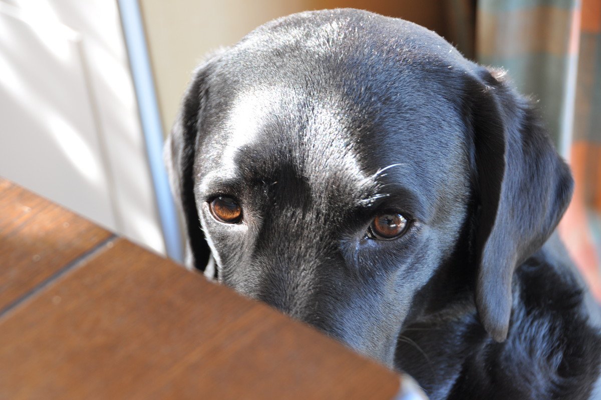 犬が『飼い主をチラ見する』心理6選　顔を覗いてくる意味とは？意思疎通を図る方法まで