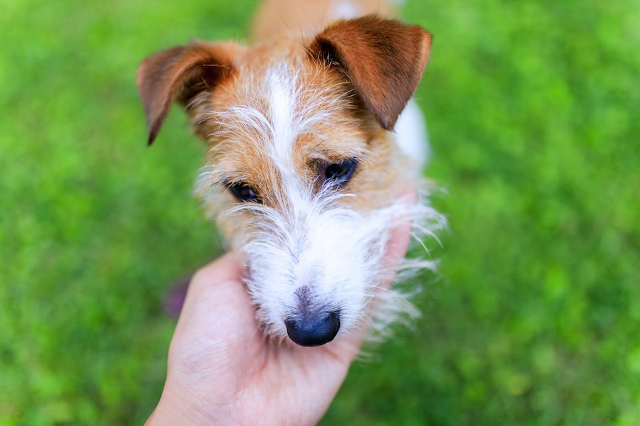 飼い主がやりがちな犬の間違ったしつけ６つ