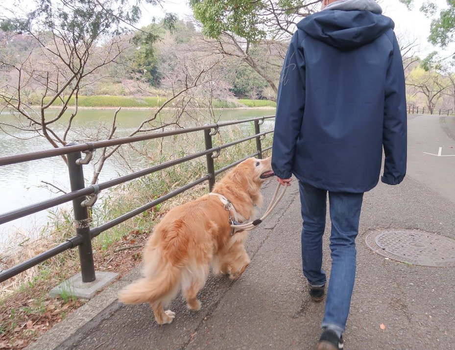 ゴルさんのお散歩中に...心が温かくなるほっこりエピソードが話題！