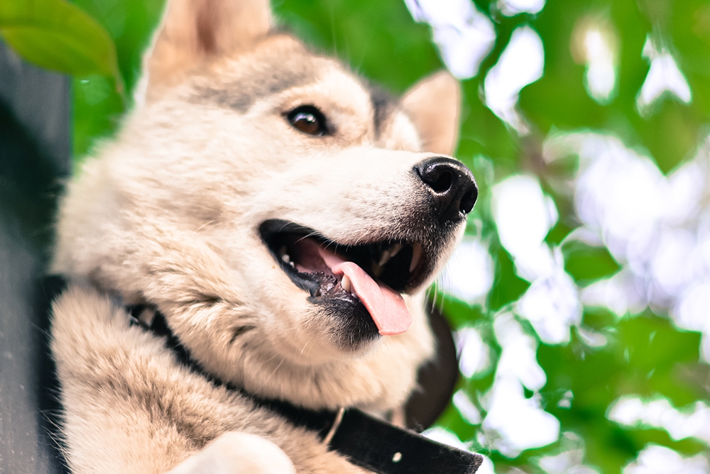 犬に嫌われる人の意外な10個の共通点