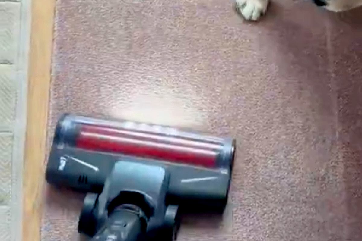 犬の抜け毛を取るため、掃除機をかけた結果→怒るに怒れない『まさかの光景』が10万表示「思ったより入念で草」「許すしかないｗｗ」と爆笑