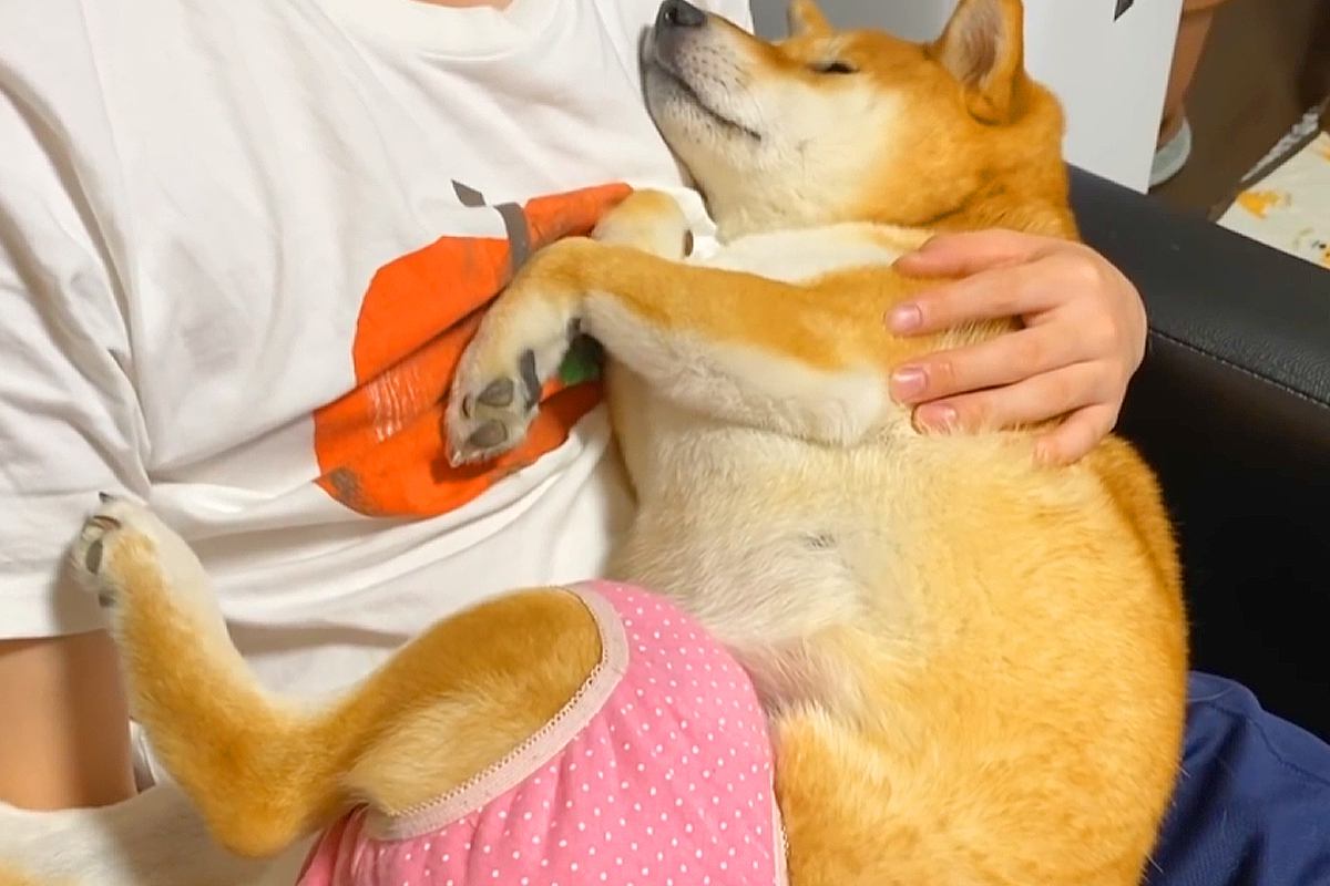 赤ちゃんのように甘える犬→テレビを見ていたら『構ってくれない』と察して…まさかの『態度の急変』に爆笑「切り替えｗ」「蹴り一発入れてて草」