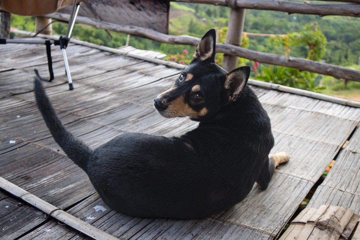 犬が人に『背中を向けて座る』心理6選　知っておきたい愛犬の本音や適切な対応まで