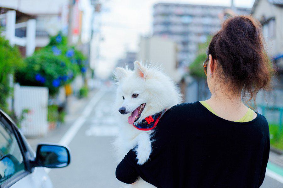 意外と重要！犬の正しい抱っこの仕方と慣れさせる方法