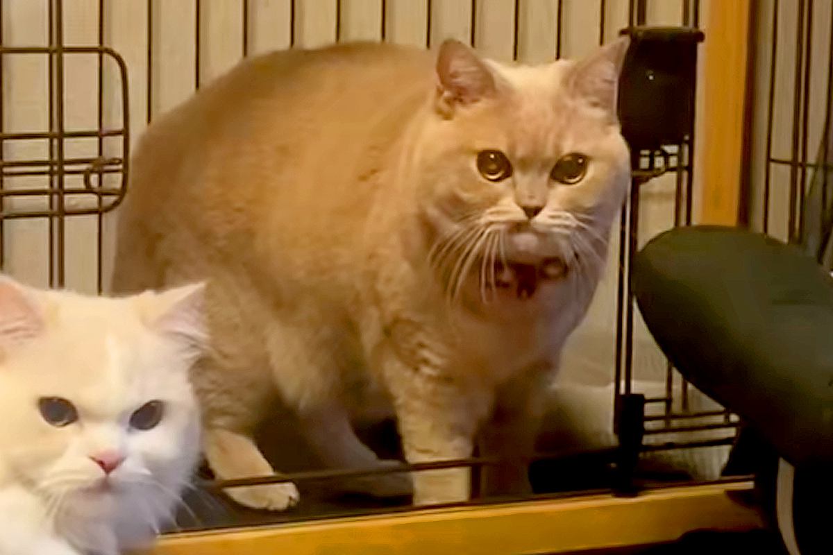 犬が『自分のお部屋を猫に占領されてしまった』結果→あまりにも愛おしい『精一杯の抵抗』が81万再生「猫さん強すぎるｗｗ」「キレ顔かわいい」