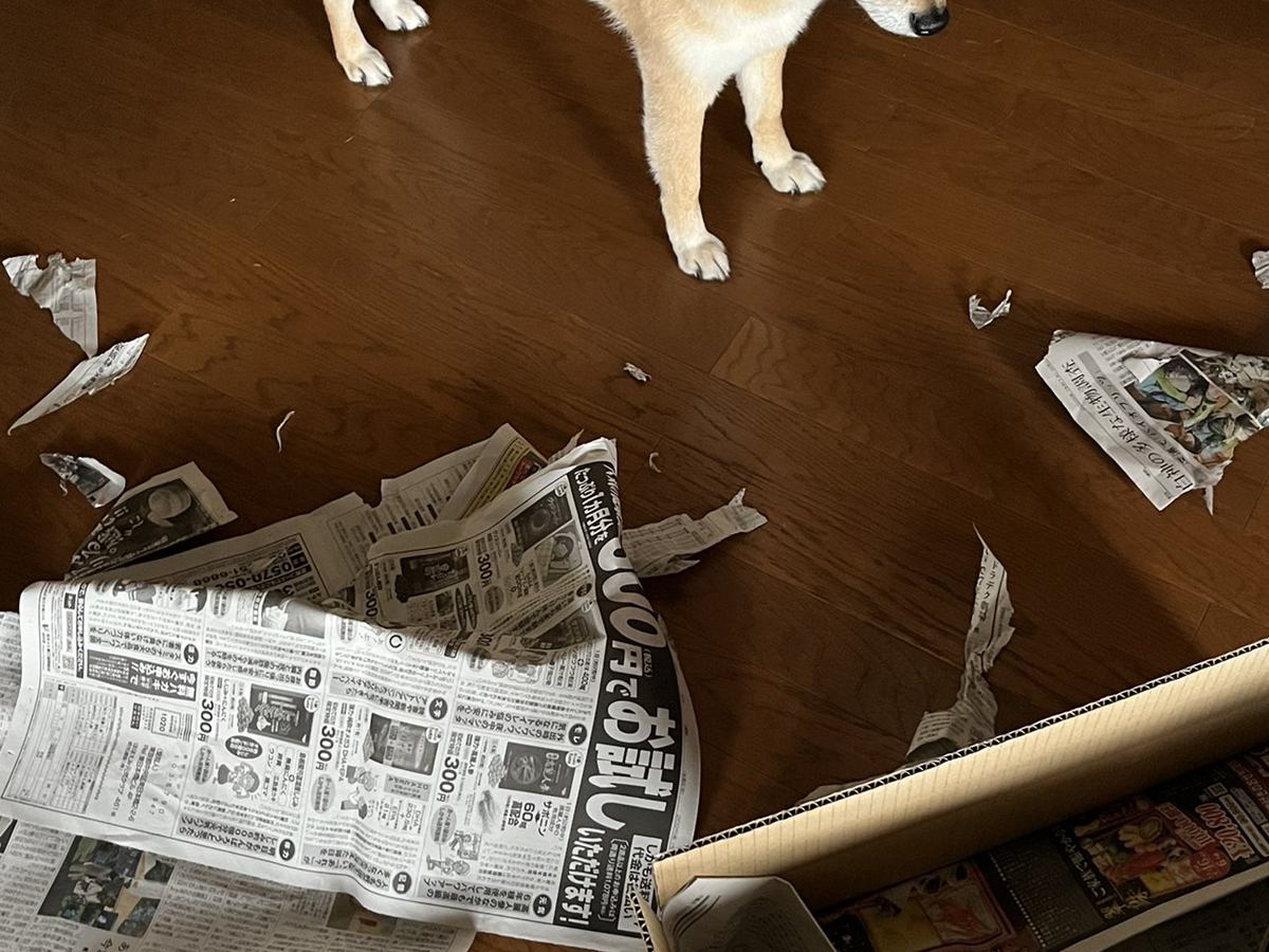 滅多にイタズラしない犬→お母さんが叱った結果…思わず許してしまう『まさかの反応』が10万表示「犯人は現場に戻るｗ」「かわいいｗ」と爆笑