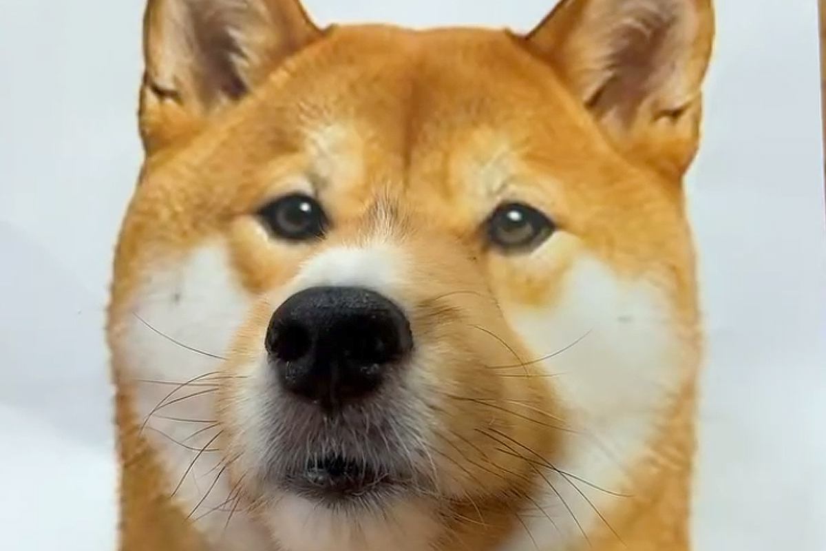 『柴犬』かと思って見ていたら…？あまりにも違和感なく馴染んでしまった『動物の顔はめ』が可愛すぎると169万再生「騙されたｗ」「完全同化」
