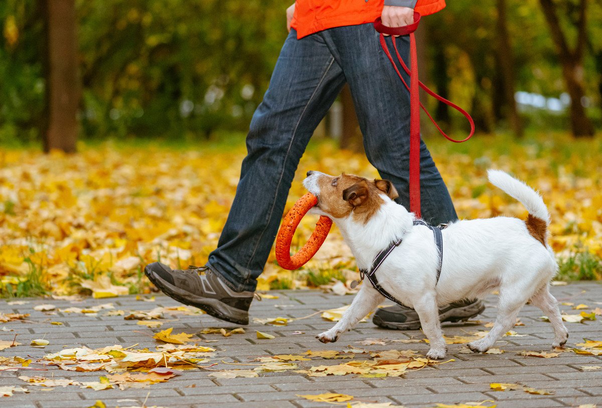 犬にとっても人にとっても危険！フレキシリードは事故を招きやすい