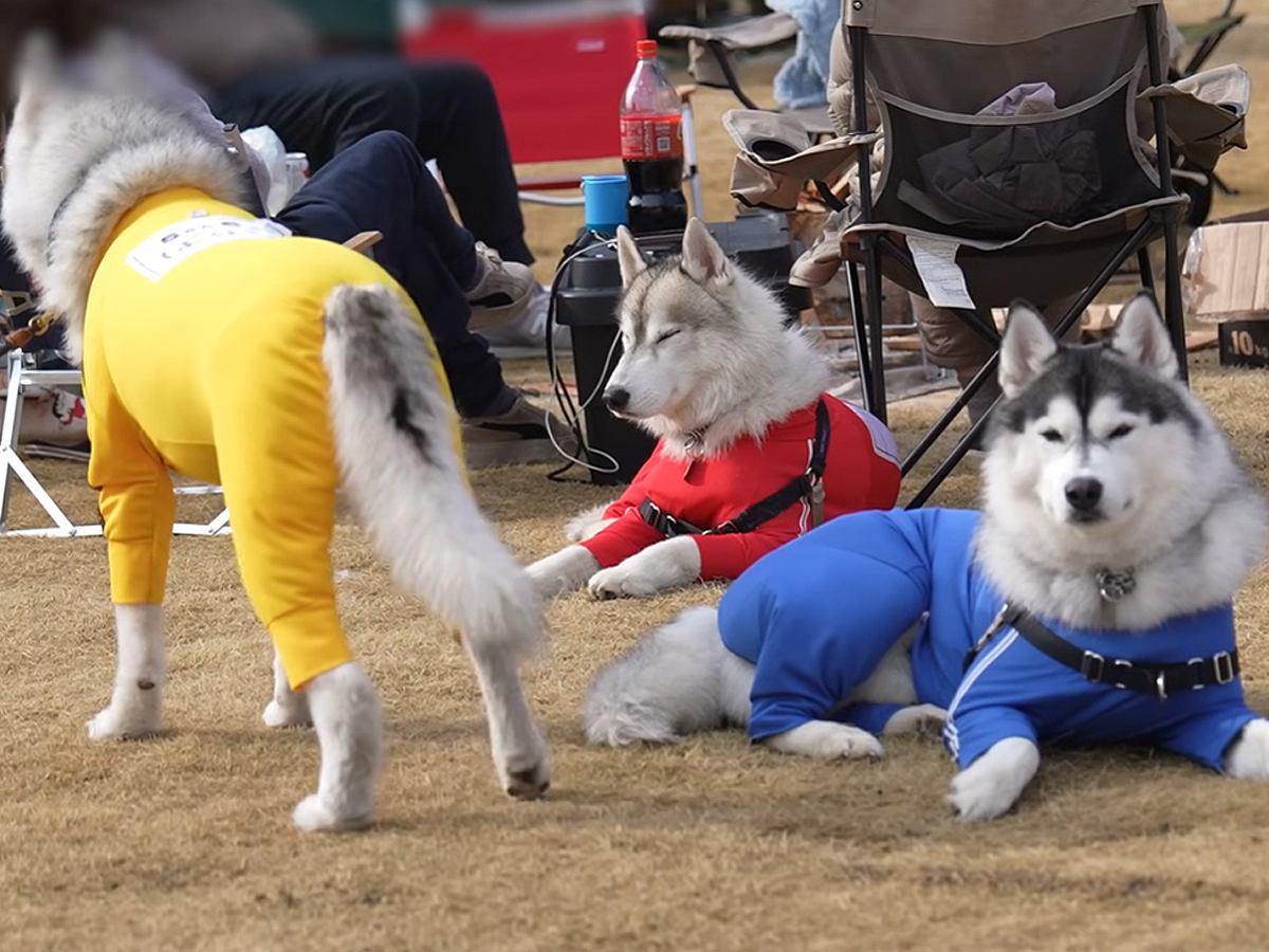 5頭のハスキー犬と一緒に『キャンプ』に行ったら…疲れすぎて『体力の限界』を迎えた光景と微笑ましい結末が5万再生「幸せな寝顔」と絶賛