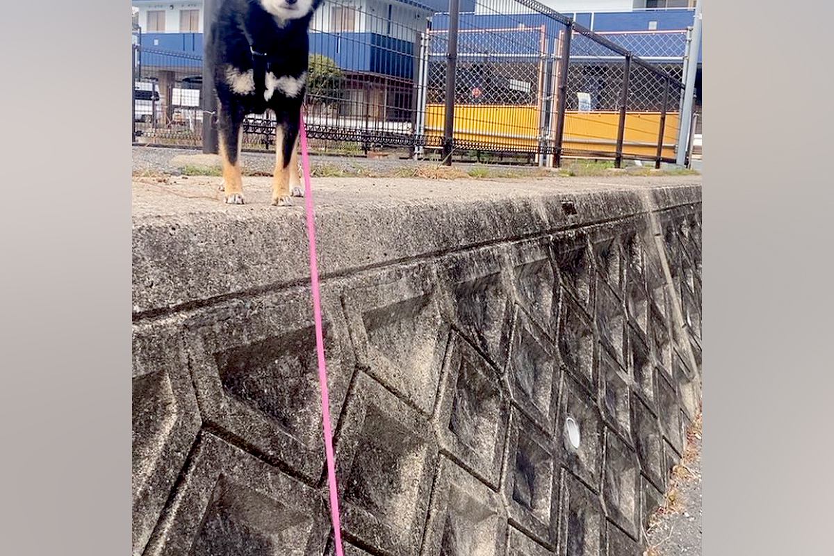 塀に登って歩いていた犬→気付いたら『高い所』まで行ってしまい…困り果てた『表情』に2万いいね「抱っこで降ろしてって顔で草」「可愛すぎｗ」