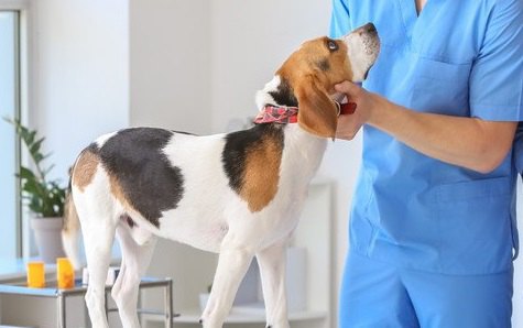 犬にかかる費用ってどのくらい？年間に必要なお金や生涯にかかる費用を徹底解説