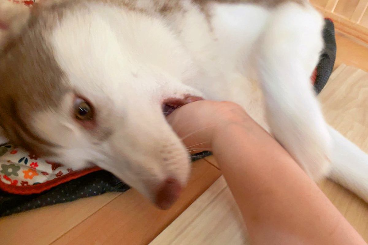 噛みグセが酷かったハスキーの子犬→服は破られ、腕は傷だらけで…衝撃的な『改善方法』に3万いいね「仲間がいて嬉しい」「ナイス奇行ｗ」と爆笑
