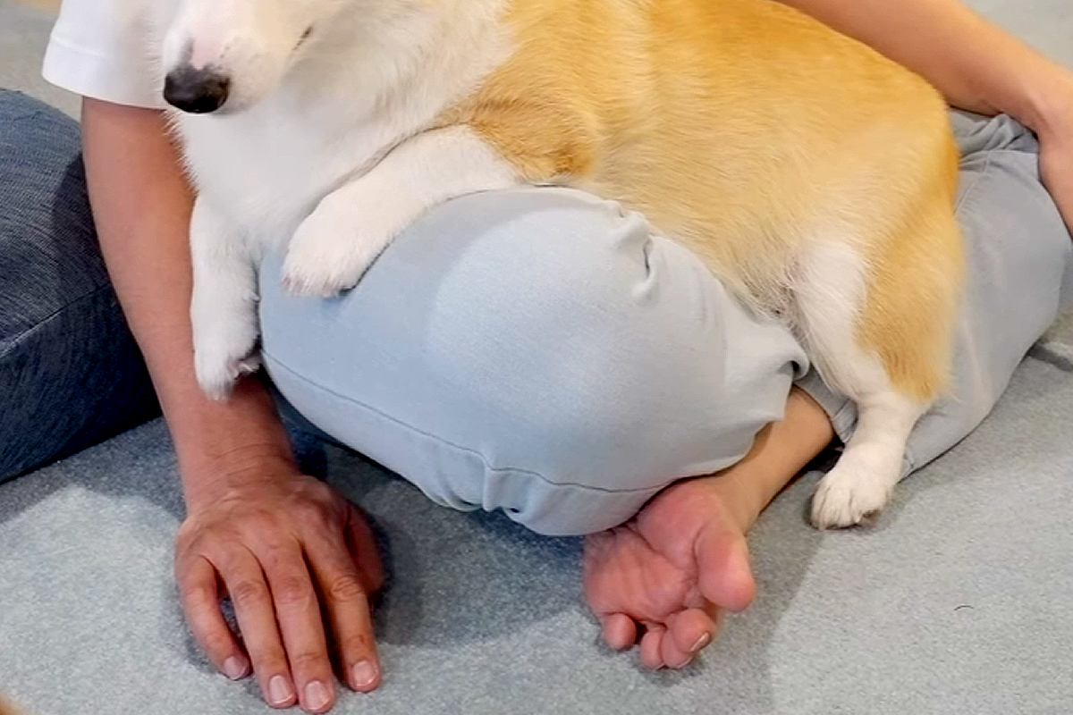 雷が鳴り響く日、怖くて膝の上に避難してきた犬→離れようとすると…理不尽すぎる『ブチギレの表情』に爆笑「マジギレで草」「表情豊かすぎるｗ」