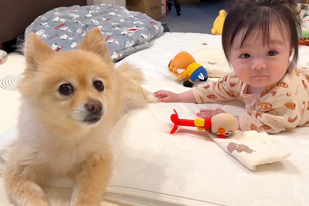 パパが仕事でいない間、赤ちゃんと犬が…幸せが溢れている『お留守番の様子』が18万再生「可愛過ぎて泣けてきた」「癒しをありがとう」と絶賛