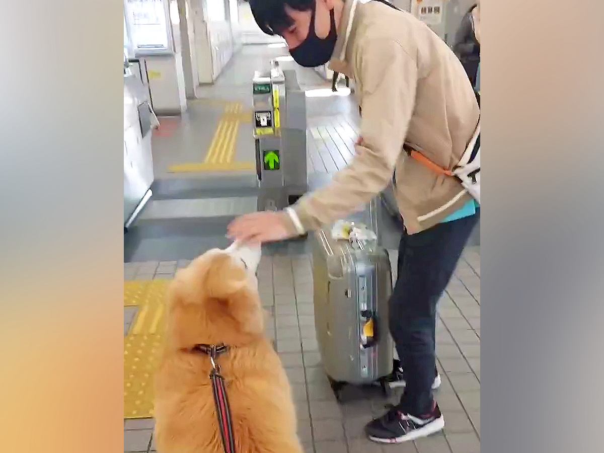 大型犬が『大好きなお兄ちゃん』を駅までお見送り→改札を通った瞬間に…あまりにも切ない『後ろ姿』が41万再生「泣いた」「なんて健気な…」