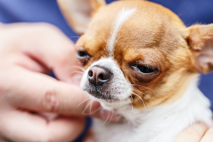 犬の『逆くしゃみ』の症状とは？改善方法はある？