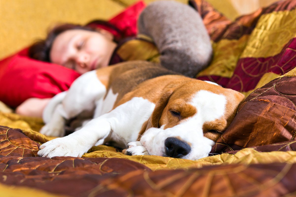 犬が『添い寝』してくる心理4選　安心しているから？注意が必要な場合まで解説