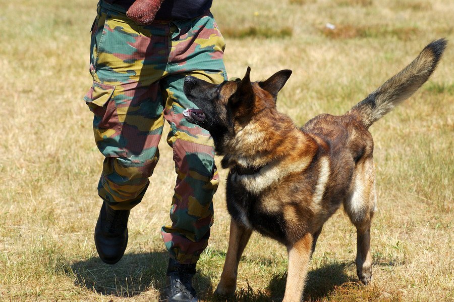 軍用犬とは？適した犬種や訓練方法、仕事や兵士との関係・歴史まで