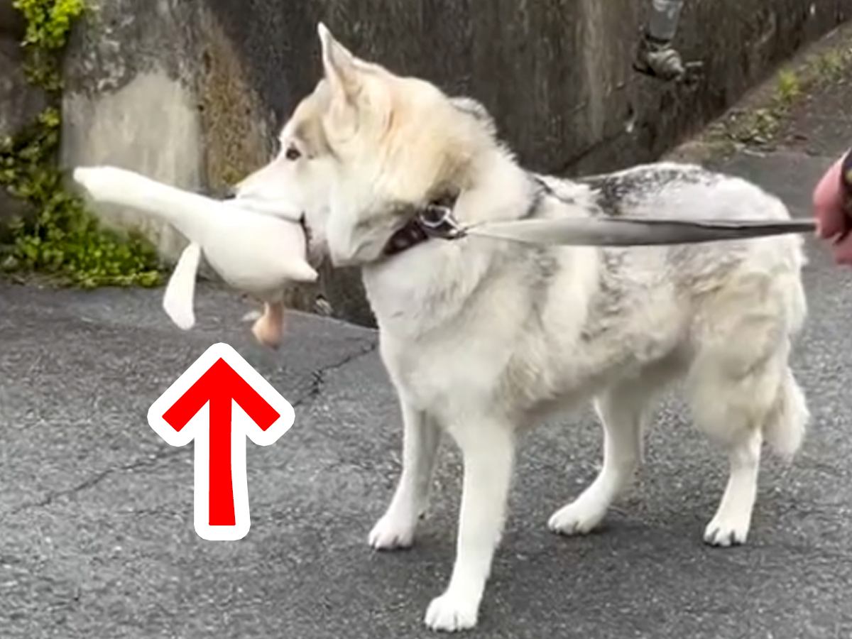 外まで『お気に入りのぬいぐるみ』を持ってきた大型犬→一緒に散歩するのかと思ったら…まさかの展開が117万再生「爆笑ｗｗ」「可愛すぎｗ」
