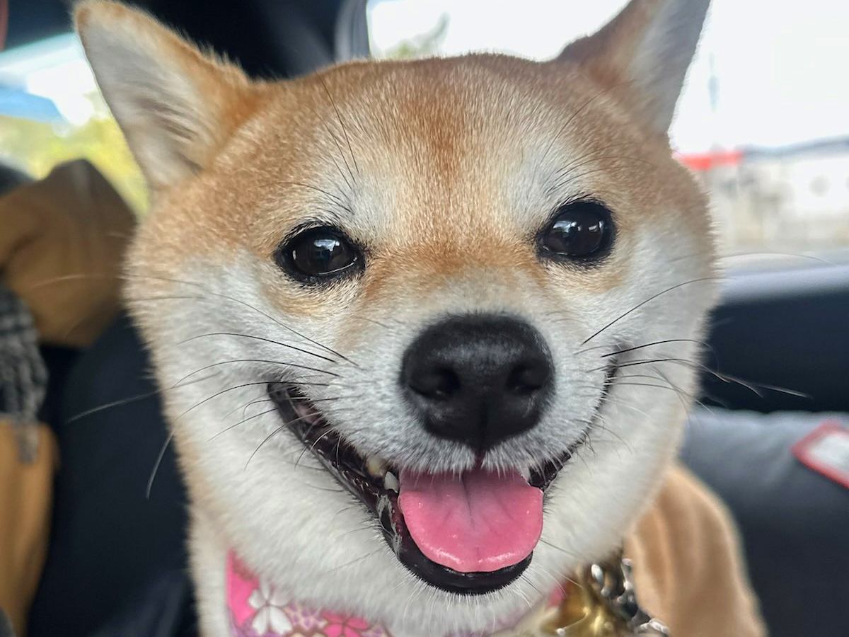 お出かけでワクワクしている犬→行き先が『病院』と分かった瞬間…まるで別の犬のような『絶望顔』が195万表示「あからさまｗ」「詐欺で草」